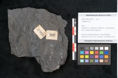 Foto (Objekt + Etikett) von Callipteris sp.  (NHMW-GEO-2024-0188-10923)
